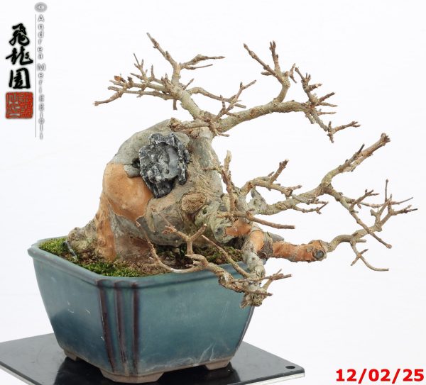 Acer buergerianum shohin - immagine 8