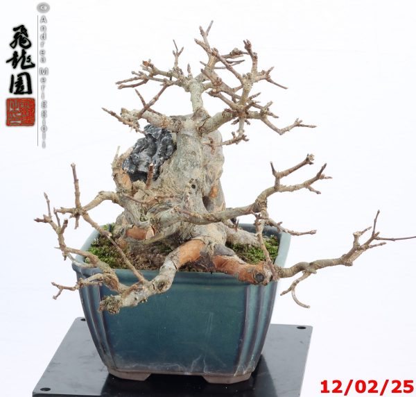 Acer buergerianum shohin - immagine 9