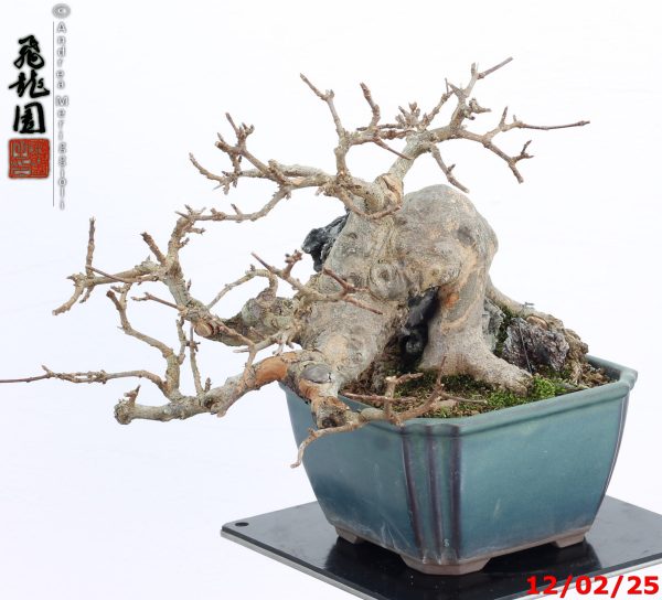 Acer buergerianum shohin - immagine 10