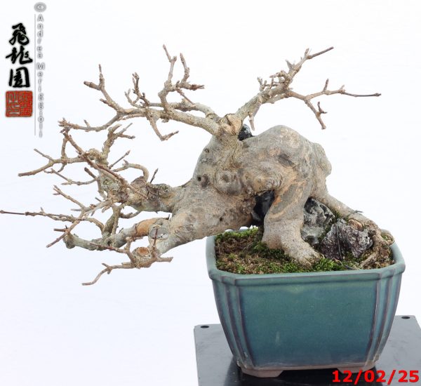 Acer buergerianum shohin - immagine 11