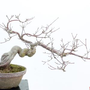 Acer palmatum deshojo shohin