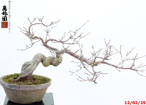 Acer palmatum deshojo shohin