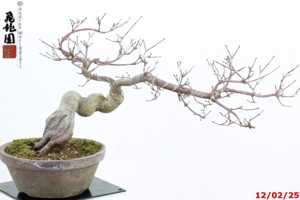 Acer palmatum deshojo shohin - Image 2