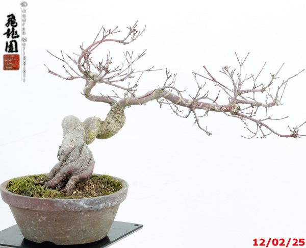 Acer palmatum deshojo shohin - Image 3