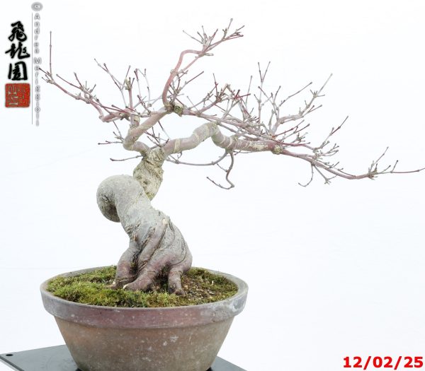 Acer palmatum deshojo shohin - Image 4