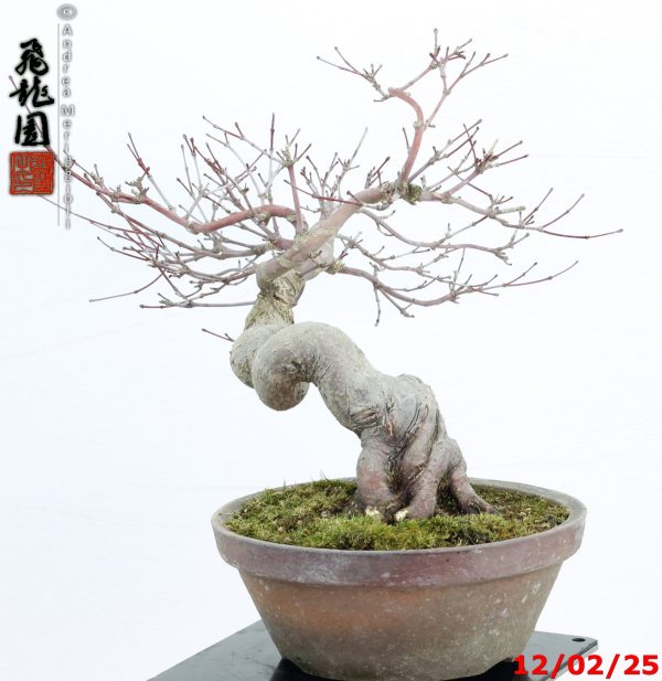 Acer palmatum deshojo shohin - Image 5