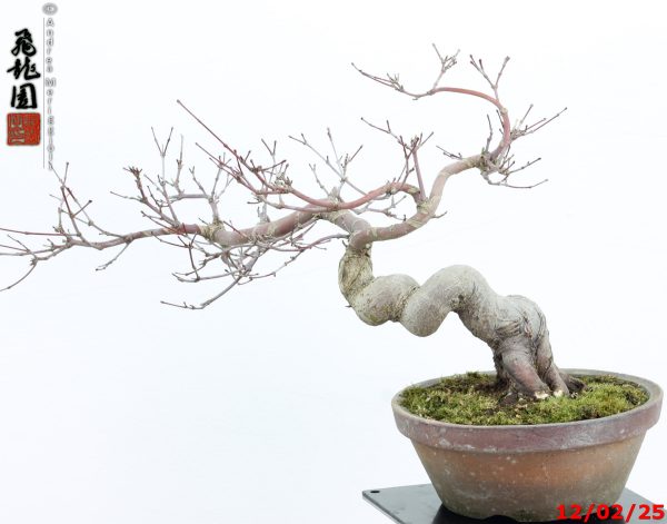 Acer palmatum deshojo shohin - Image 6