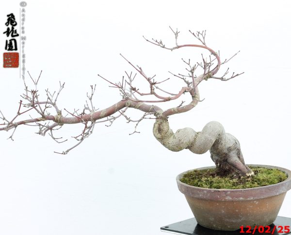 Acer palmatum deshojo shohin - Image 7