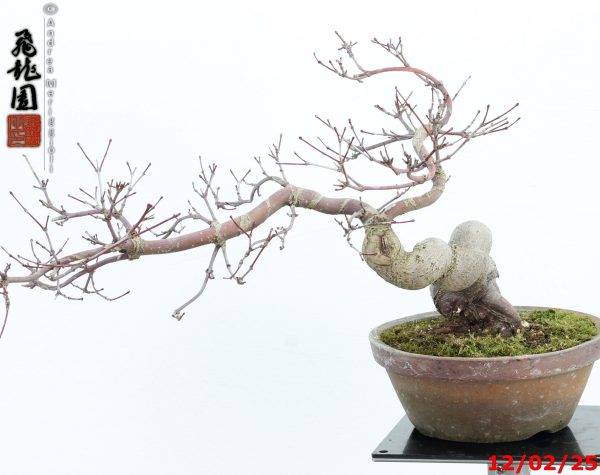 Acer palmatum deshojo shohin - Image 8