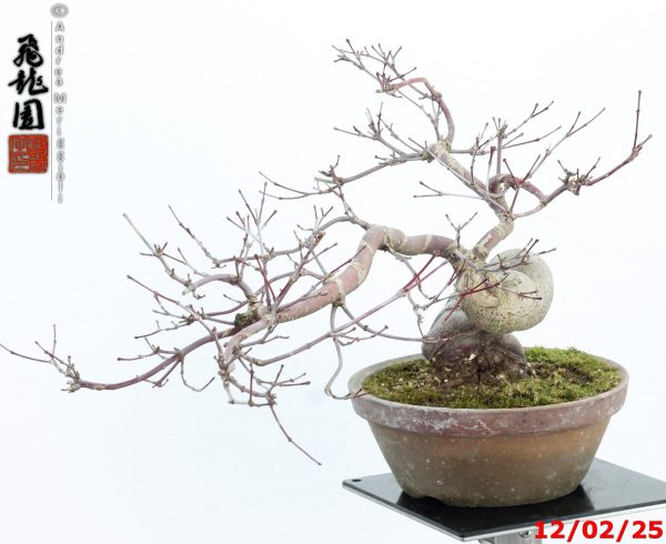 Acer palmatum deshojo shohin - Image 9