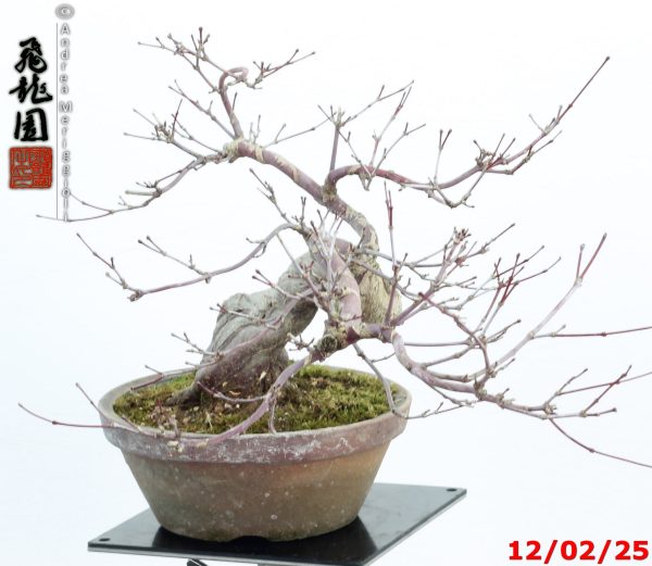 Acer palmatum deshojo shohin - Image 10