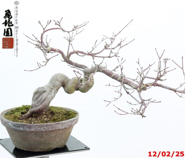 Acer palmatum deshojo shohin - Image 11