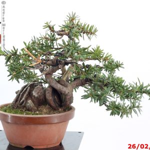 Taxus cuspidata shohin