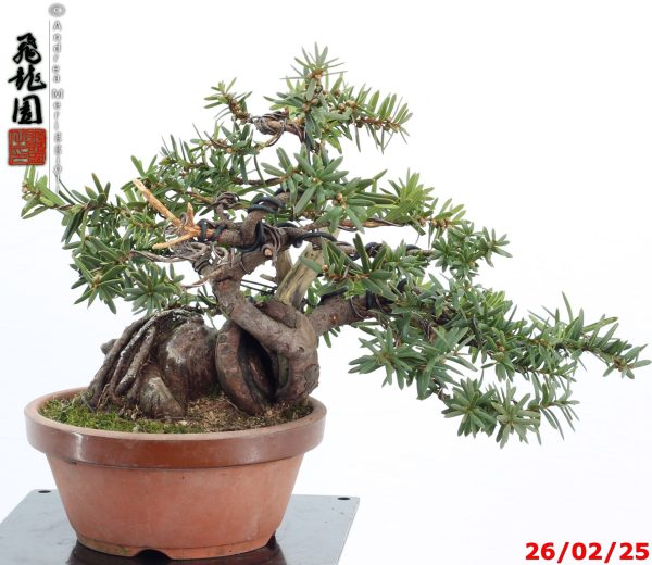 Taxus cuspidata shohin