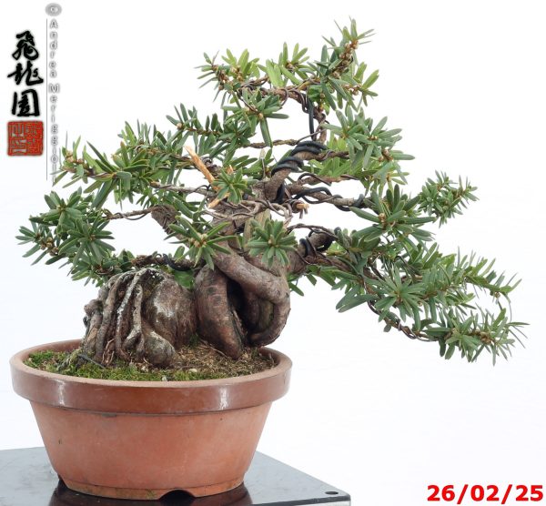 Taxus cuspidata shohin - Image 2