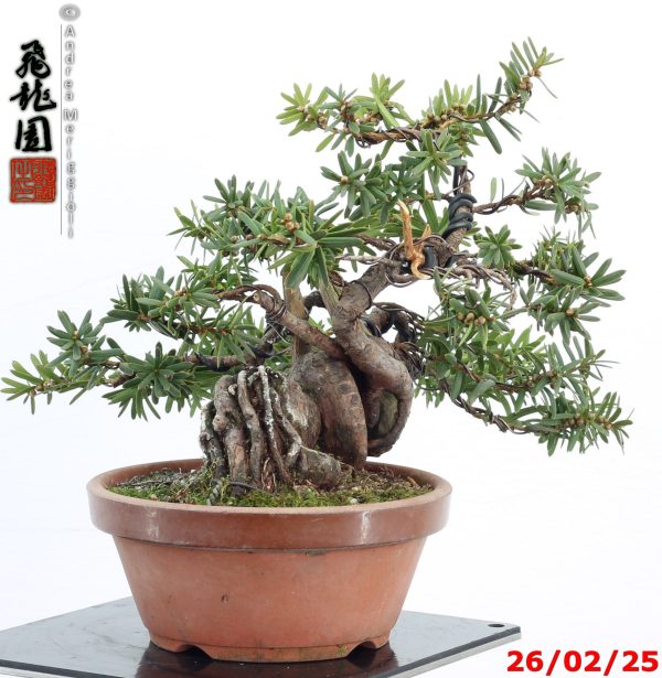 Taxus cuspidata shohin - Image 3