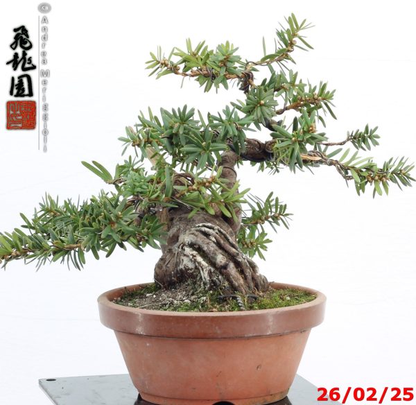 Taxus cuspidata shohin - Image 4