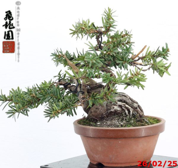 Taxus cuspidata shohin - Image 5