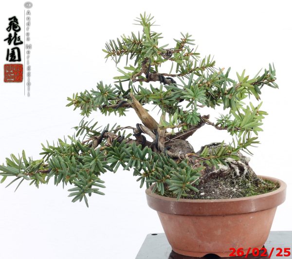 Taxus cuspidata shohin - Image 6