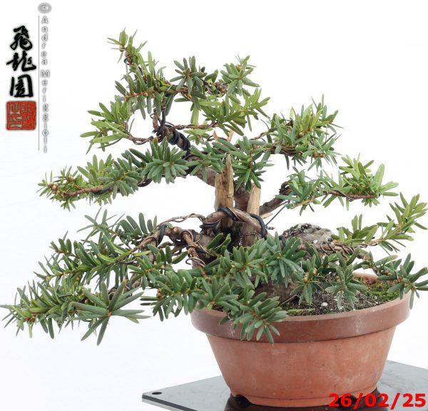 Taxus cuspidata shohin - Image 7