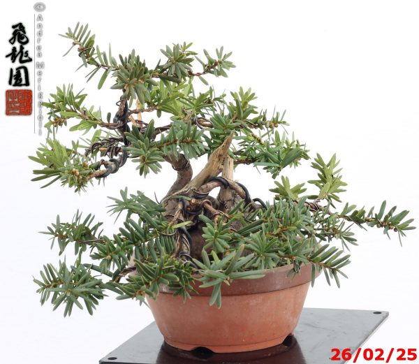 Taxus cuspidata shohin - Image 8