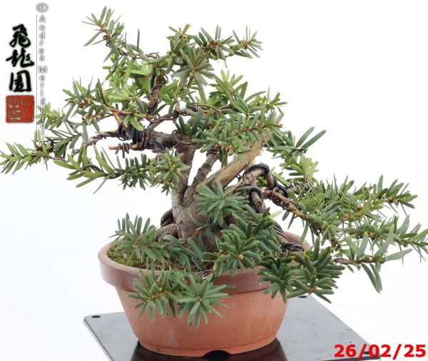 Taxus cuspidata shohin - Image 9