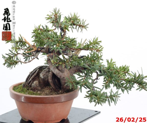 Taxus cuspidata shohin - Image 10