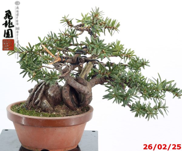 Taxus cuspidata shohin - Image 11