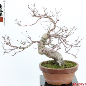 Acer palmatum deshojo shohin