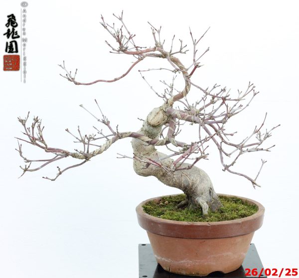 Acer palmatum deshojo shohin