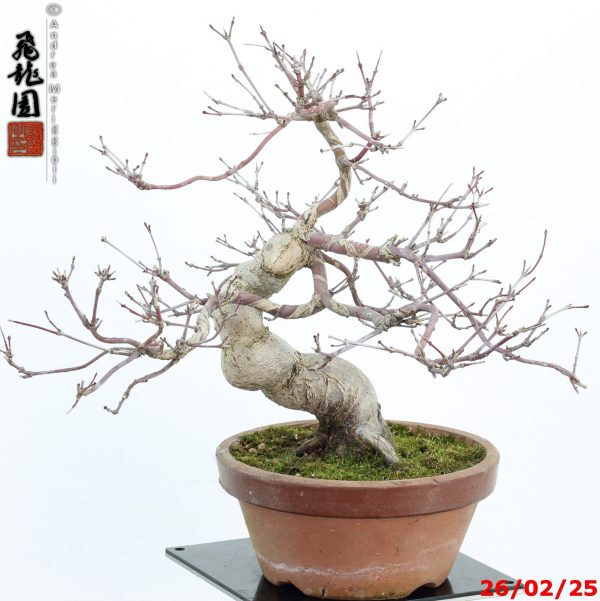 Acer palmatum deshojo shohin - immagine 2