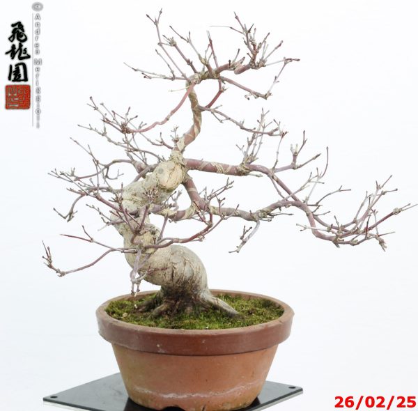 Acer palmatum deshojo shohin - immagine 3