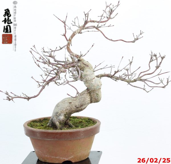 Acer palmatum deshojo shohin - immagine 6