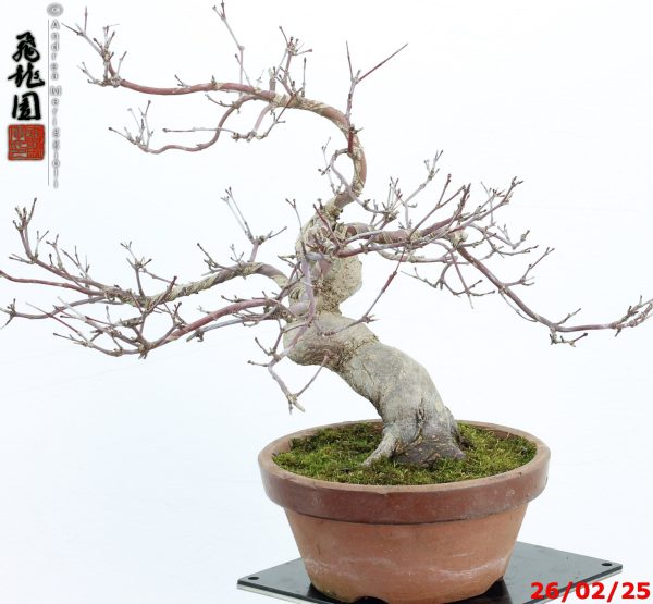 Acer palmatum deshojo shohin - immagine 9