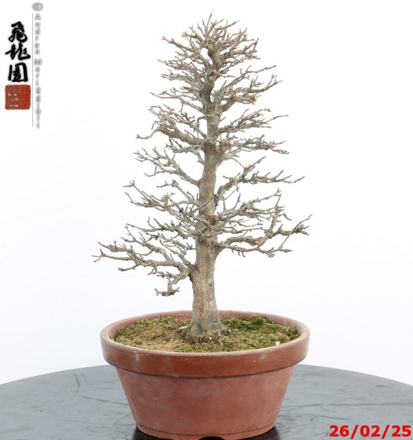 Acer buergerianum - immagine 2