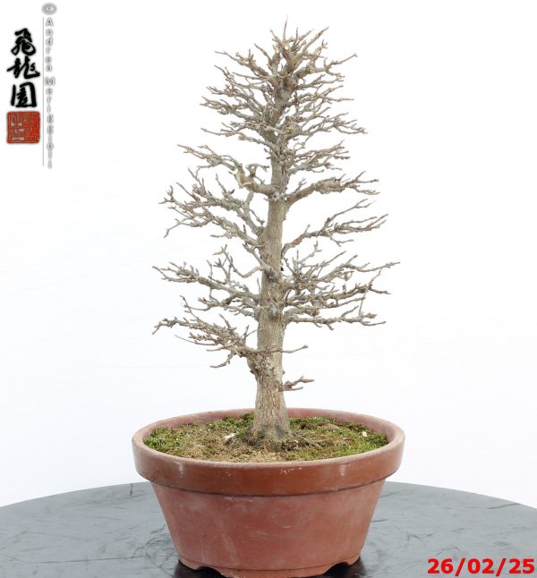 Acer buergerianum - immagine 3