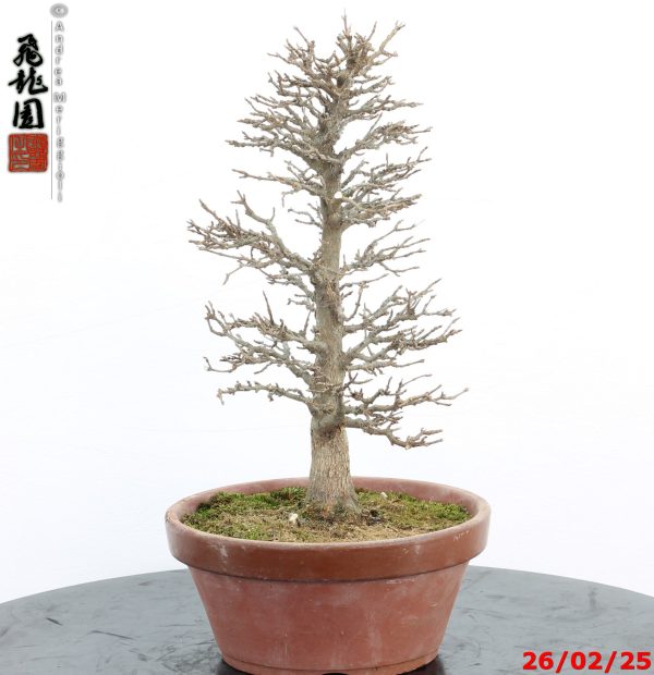 Acer buergerianum - immagine 4