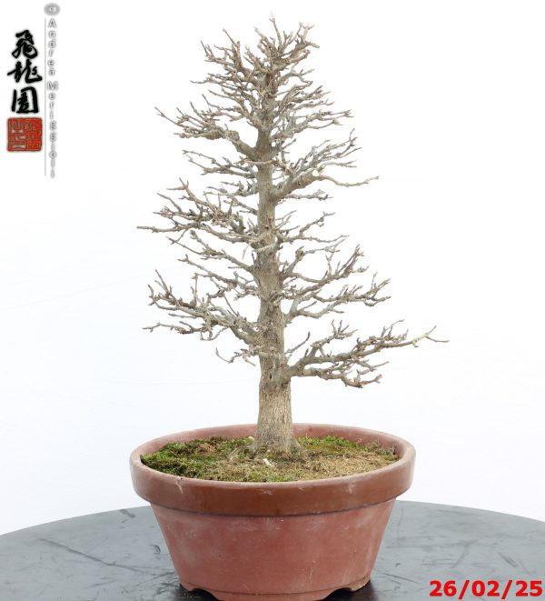 Acer buergerianum - immagine 5