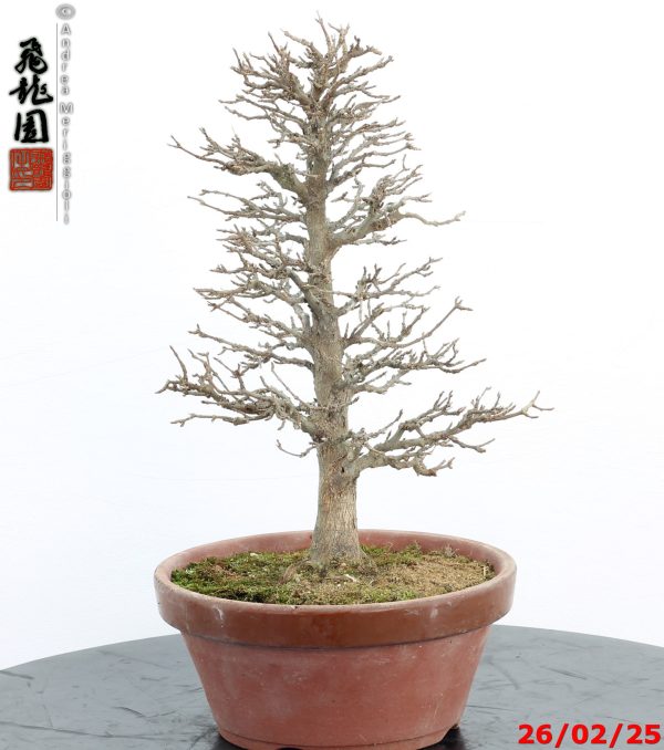 Acer buergerianum - immagine 6