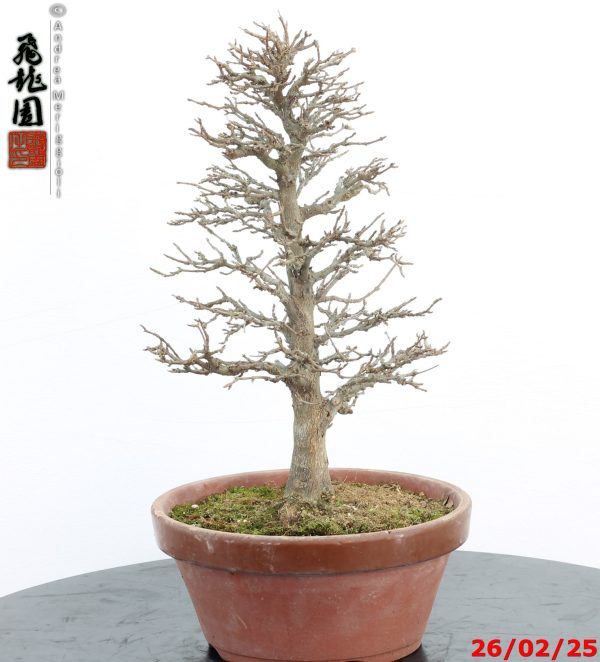 Acer buergerianum - immagine 7