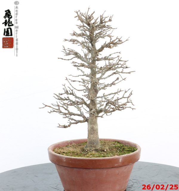 Acer buergerianum - immagine 8