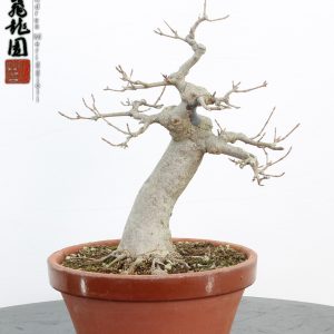 Acer buergerianum