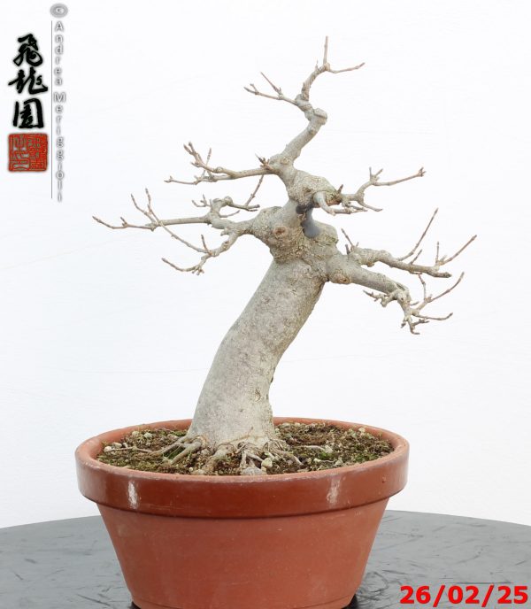 Acer buergerianum