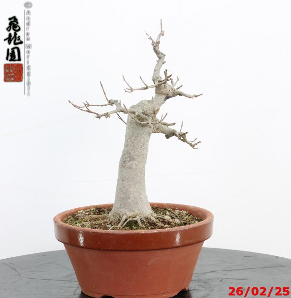 Acer buergerianum - Image 2