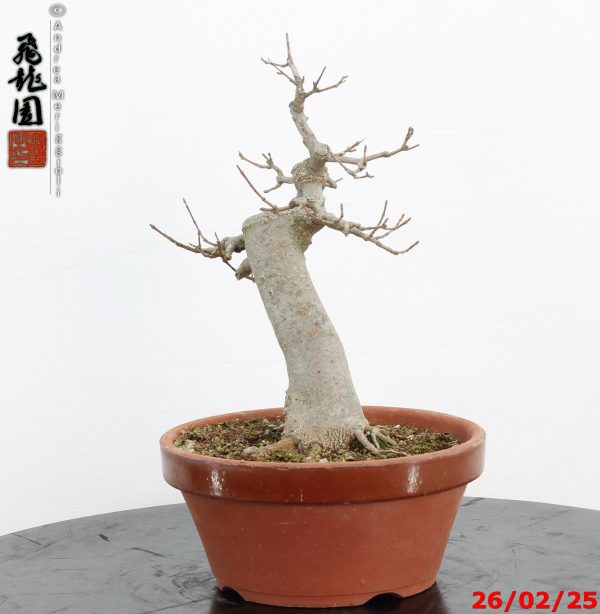 Acer buergerianum - Image 3