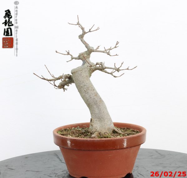 Acer buergerianum - Image 4