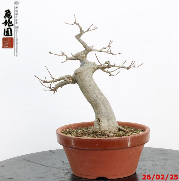 Acer buergerianum - Image 5