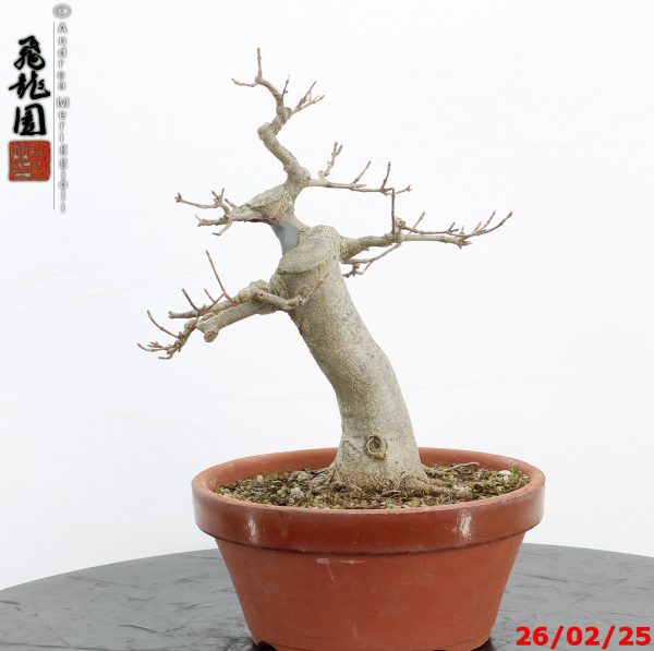 Acer buergerianum - Image 6