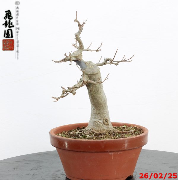 Acer buergerianum - Image 7