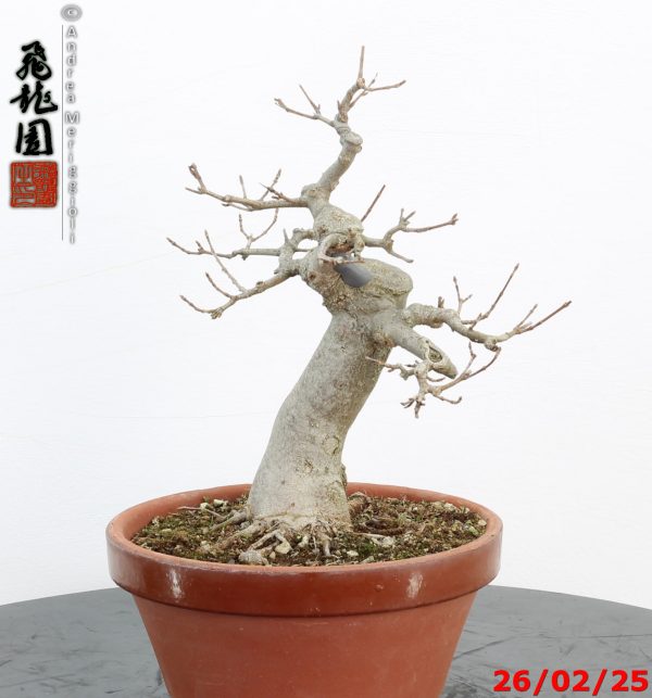 Acer buergerianum - Image 8